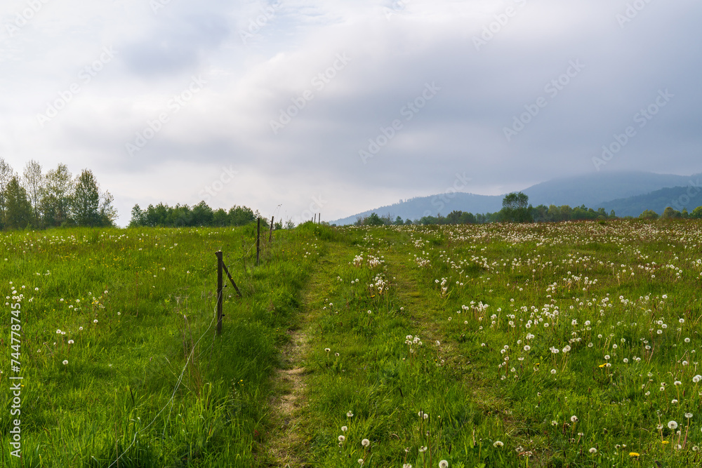Obraz premium Beautiful nature. rural road among a field with green, lush grass, fluffy dandelions, flowers. There is a mountain landscape on the horizon. Green grass, trees and flowers