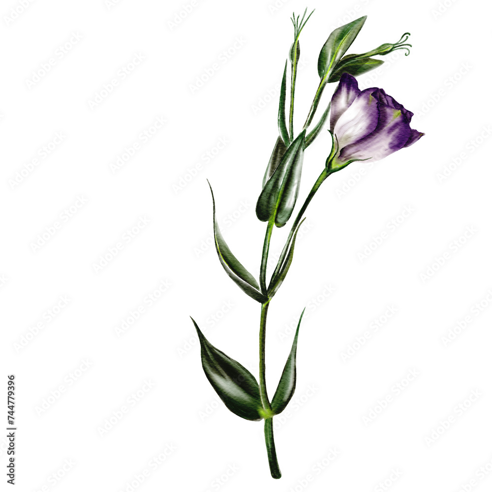 Eustoma or lisianthus. Branch with one flower and two buds. The flower is purple and white. Eustoma or lisianthus. Branch with one flower and two buds. The flower is purple and white.