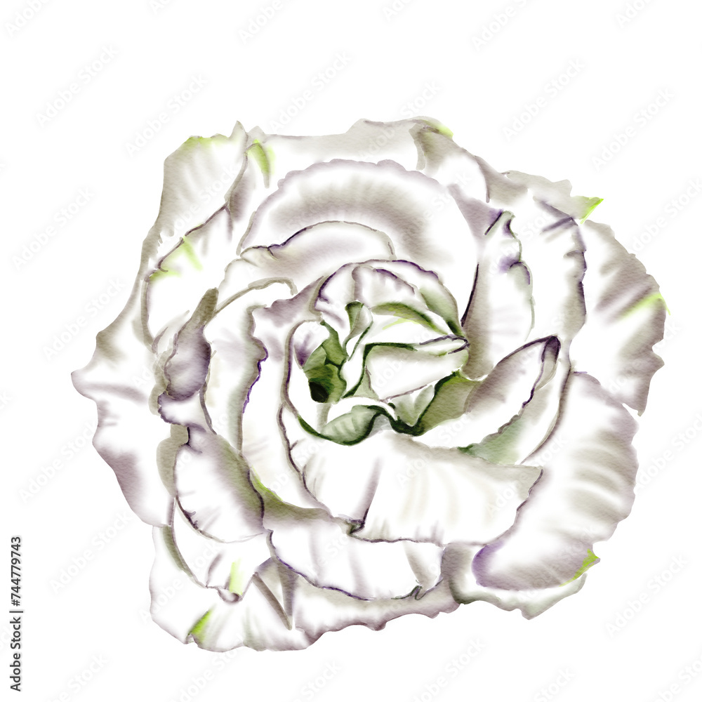 Obraz premium Large white flower. Rose or eustoma.