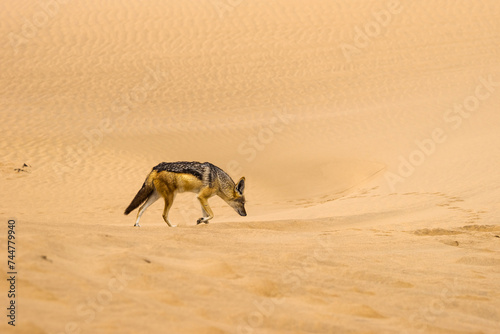 Profile view of the black backed jackal searching for food in Namib desert sands.