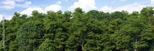 3D visualization of the background panorama of a deciduous forest. Detailed background of a park or reserve forest. Wide seamless panorama of the forest.