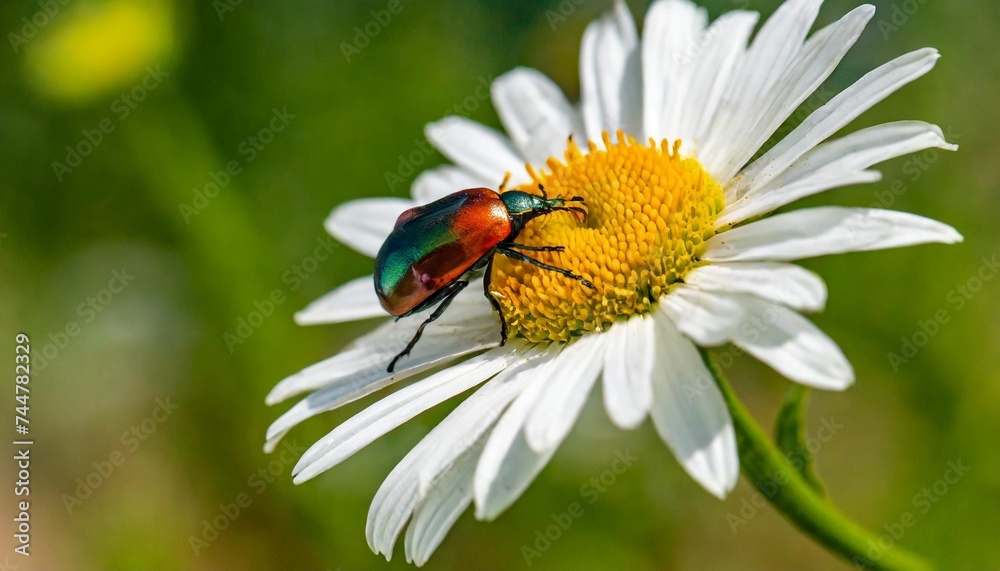 bug on a flower