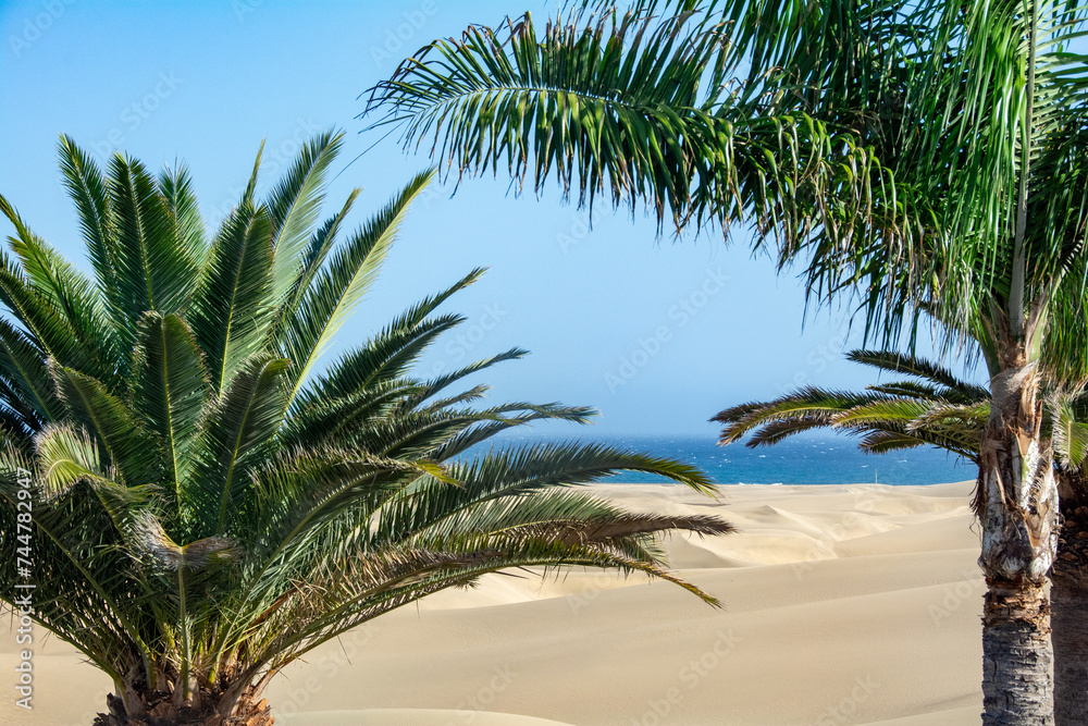 Palm tree on the sand dunes of Maspalomas with a view of the sea on Gran Canaria in Spain