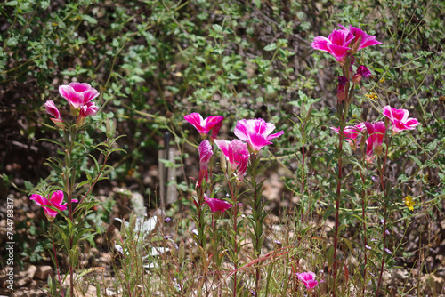 Pink and white clarkia flowers photo