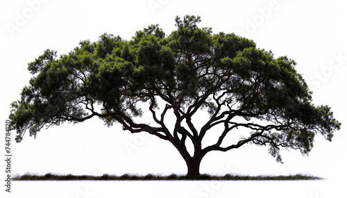 large and majestic oak tree, with a wide trunk and a full, green canopy with white background © Graphic Dude