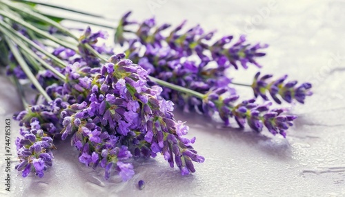 lavender flowers on a white background