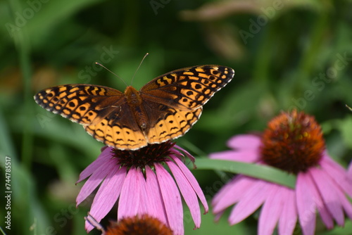 Orange butterfly on purple coneflower