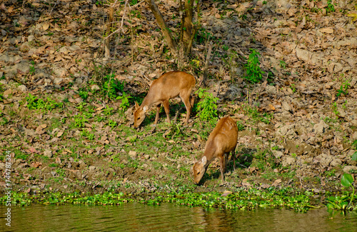 Hog deer grazing at Kaziranga National Park  Assam  India