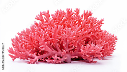  Pink coral Beautiful underwater plant isolated on white background 