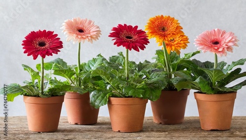 gerberas plants in pots with transparent background