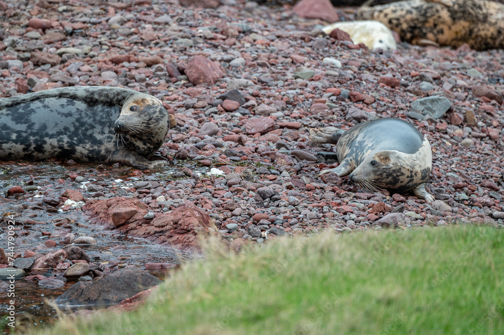 Grey Seals female on the beach at St Abbs Head, ScotlandGrey Seals female on the beach at St Abbs Head, Scotland Grey Seals female on the beach at St Abbs Head, ScotlandGrey Seals female on the beach at St Abbs Head, Scotland
