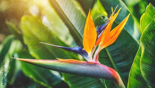 tropical forest bird of paradise flower or strelitzia reginae blooming on green nature background photo