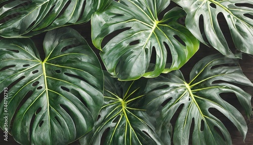 tropical background with monstera leaves realistic illustration #744792793