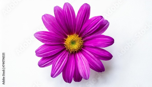 top view of bright vivid purple flower on isolated white background vibrant violet flower