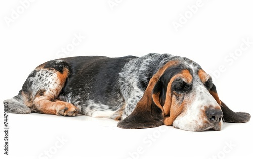A Basset Bleu de Gascogne dog dozes, its demeanor peaceful against the white backdrop. photo