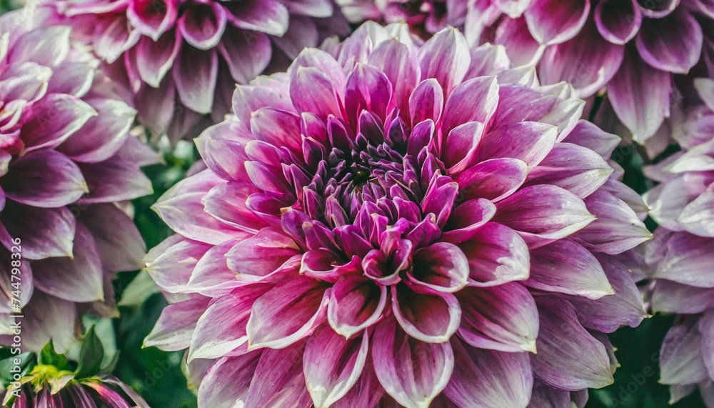 dahlia flower background purple color close view