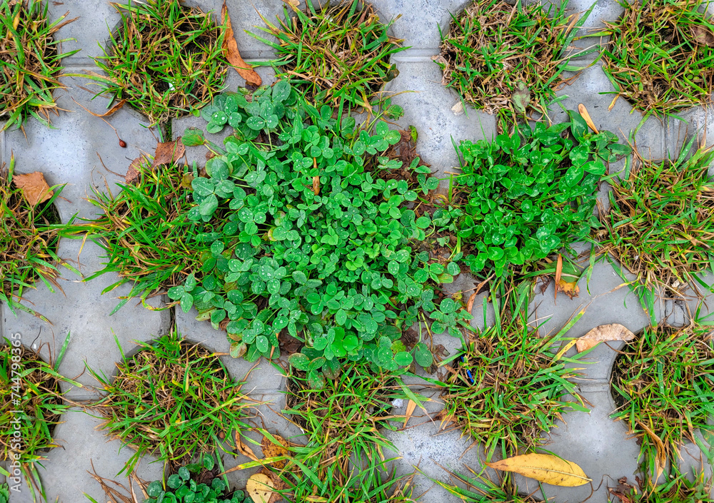 Green clover and grass have sprouted in the round holes of the paving slabs Green clover and grass have sprouted in the round holes of the paving slabs