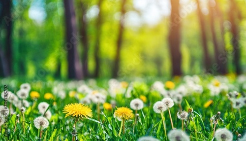 beautiful spring natural background landscape with young lush green grass with blooming dandelions against the background of trees in the garden