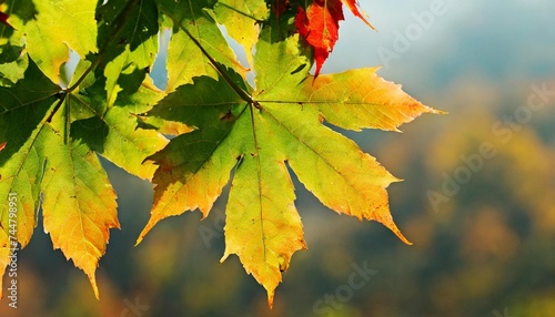 sweet maple leaves