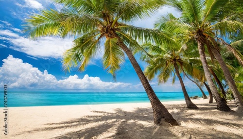 beach with palm trees isolated on transparent background cutout © Fletcher
