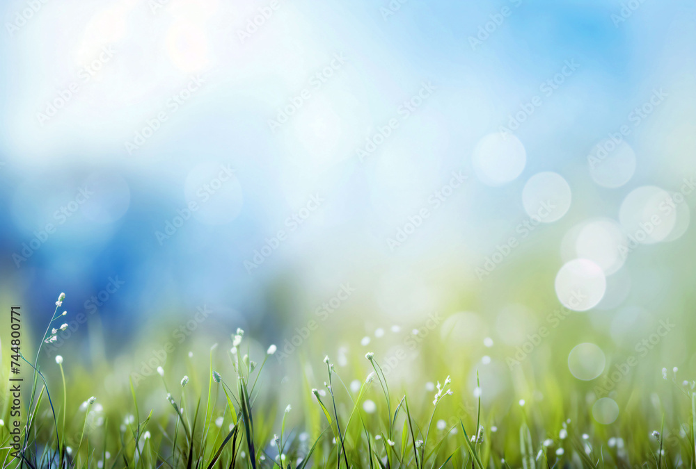 spring sunny background bokeh background of grass