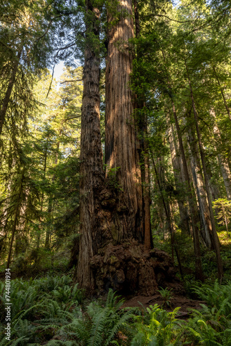 Large Burled Redwood Trunk Disappears Into The Sky