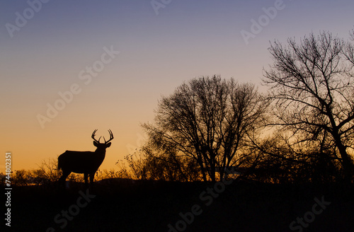 Whitetail Deer - a buck silhouetted at sunset in a midwestern US landscape © tomreichner