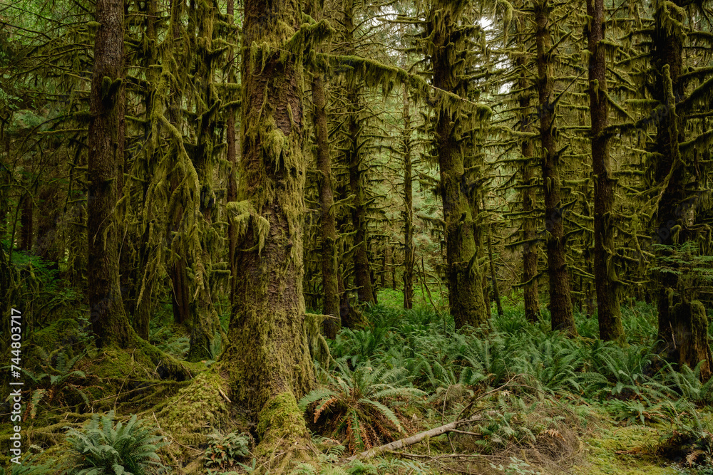 Obraz premium Moss Drips Down Tall Pines Toward The Fern Covered Forest Floor Below