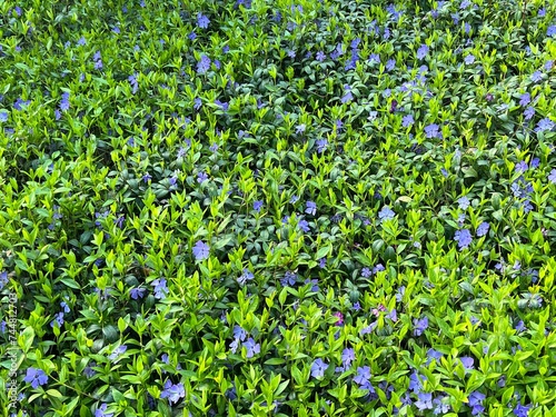 Periwinkle vinca blue flowers in the meadow 