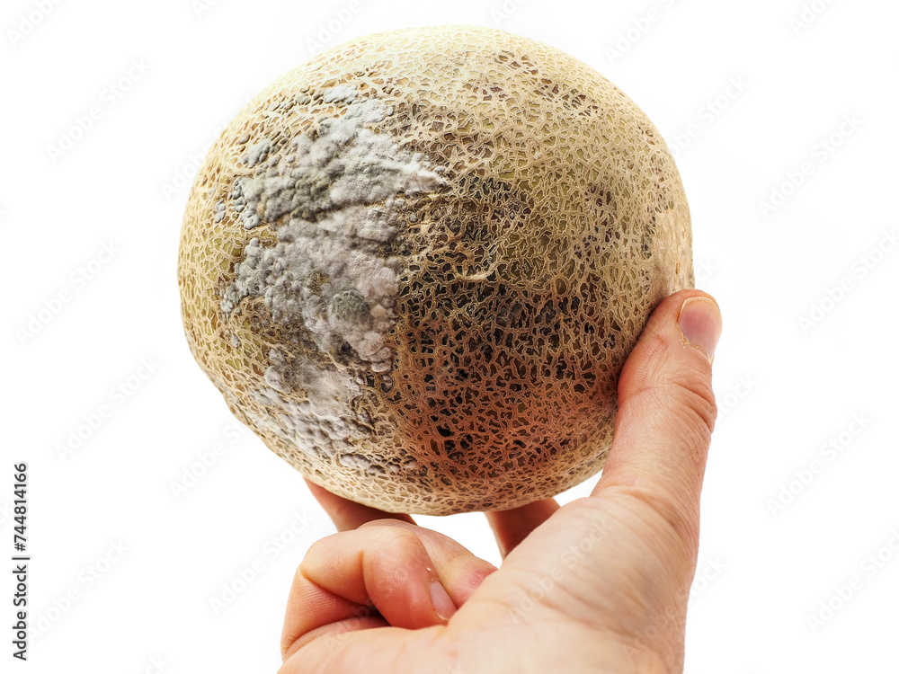 Hand with rotten melon with fungus on white background. Organic agriculture product. Cantaloupe with mold. Abstract planet surface. Excess food use. Hand with rotten melon with fungus on white background. Organic agriculture product. Cantaloupe with mold. Abstract planet surface. Excess food use.