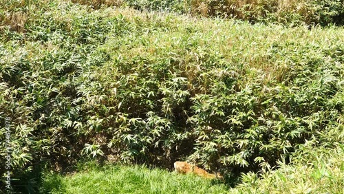 Ezo deer inhabiting the Shiretoko Peninsula, Hokkaido