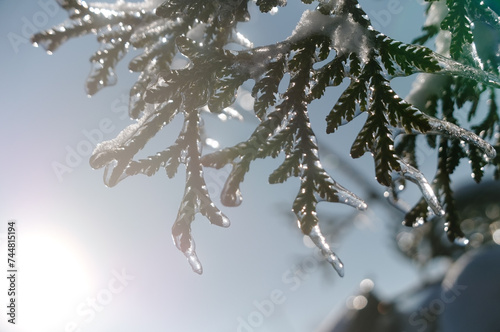 Close up of winter frozen icicles on green branch in garden