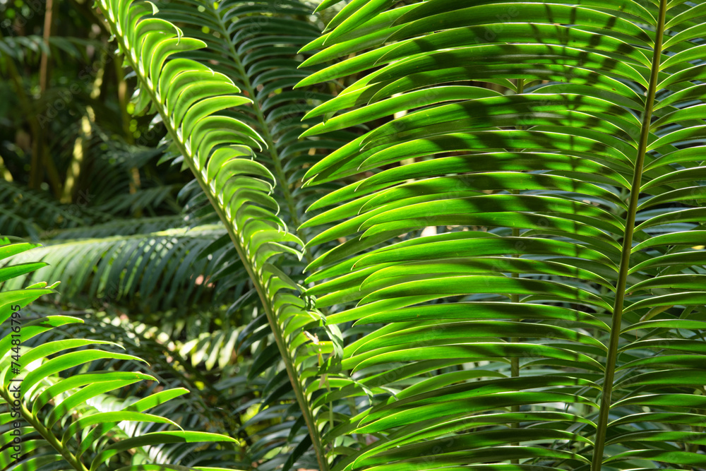 Obraz premium Ferns and tropical plants bask in golden sunlight: Lush foliage glows with warm hues, creating a magical atmosphere in the tropical paradise.