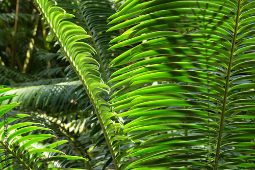 Ferns and tropical plants bask in golden sunlight  Lush foliage glows with warm hues  creating a magical atmosphere in the tropical paradise.