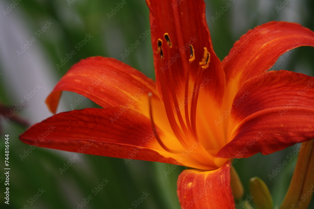 Red orange lily center flower