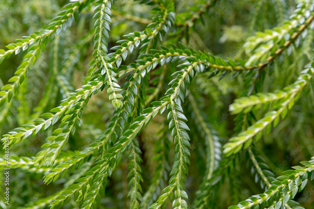 Discover the intricate beauty of Edge Hill's botanical garden in Queensland, where vibrant flora paints a picture of natural splendor. Discover the intricate beauty of Edge Hill's botanical garden in Queensland, where vibrant flora paints a picture of natural splendor.