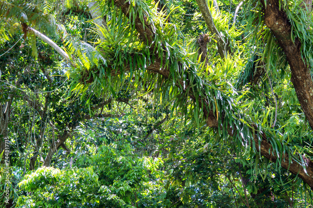 Fototapeta premium Discover the intricate beauty of Edge Hill's botanical garden in Queensland, where vibrant flora paints a picture of natural splendor.