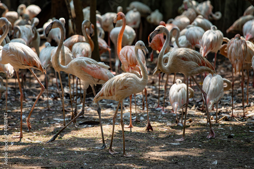 Group of pink flamingos in nature, closeup © OlegD