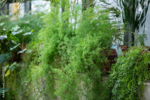 Foxtail asparagus fern plants in pots on windowsill at home gardening. Asparagus densiflorus growing in greenhouse. 