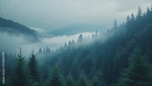 Dramatic and mysterious forest © Filipe