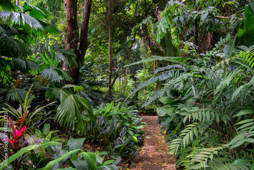 Fototapeta Naklejka Na Ścianę i Meble -  Hiking through dense jungle (rainforest) in the Cairns region, Far North Queensland, Australia: A lush canopy envelopes the trail, alive with the symphony of tropical wildlife.
