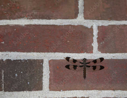 Dragonfly - Adult Female Common Whitetail / long-tailed skimmer (Plathemis lydia) resting on brick wall of house in NC (ID: 744827137)