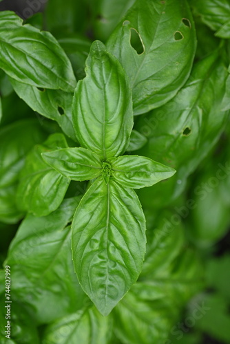 green basil leaf texture as a background, basil leaves closeup, green background basil leaf texture, growing basil in the garden, sustainable development in food 