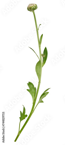 Green stem of chrysanthemum with white unblown bud