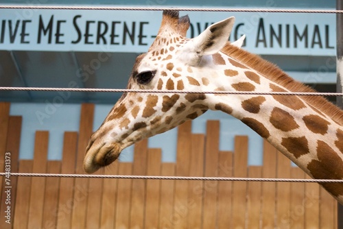 Photography giraffe in the zoo