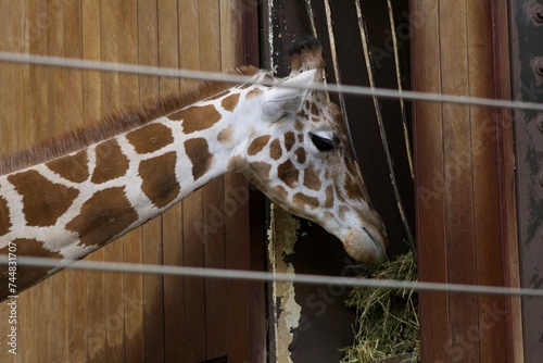 Canvas Print close up of giraffe