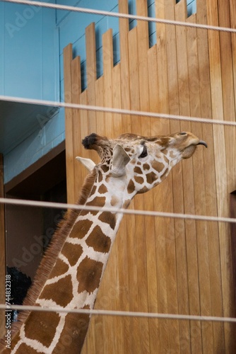 Canvas Print giraffe in zoo