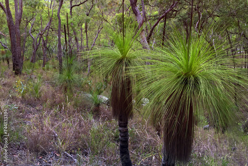 Bushland near Herberton, Queensland, Australia, showcases grass trees amidst native flora in a tranquil natural setting