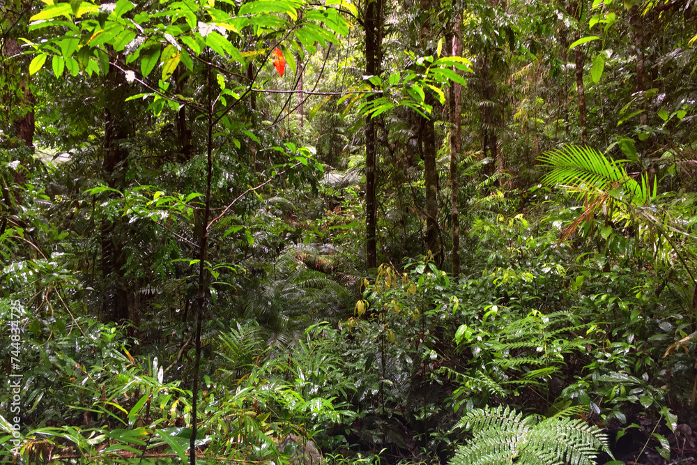 Hiking through dense jungle (rainforest) in the Cairns region, Far North Queensland, Australia: A lush canopy envelopes the trail, alive with the symphony of tropical wildlife.