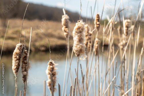 Dry cattail with fluffy seeds in autumn near the lake against the background of the forest